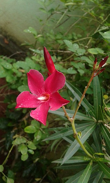 File:Nerium Oleander(Red).jpg