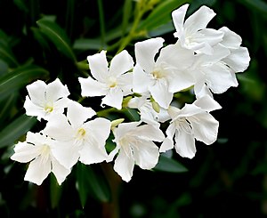 Nerium oleander white.jpg