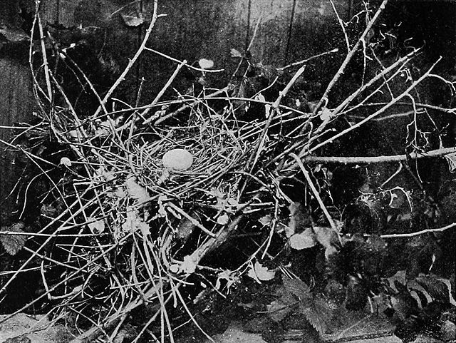 Nest and egg in Whitman's aviary