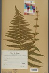 Neuchâtel Herbarium - Lastrea oreopteris - NEU000002848.tif