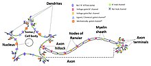 A model of a neuron