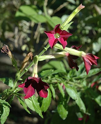 The lobes of the gamopetalous corolla of Nicotiana flowers are conduplicate in the bud. Nicotiana x sanderae flowers.jpg