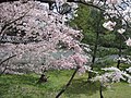 Ninna-ji National Treasure World heritage Kyoto 国宝・世界遺産 仁和寺 京都65.JPG