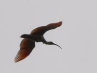 Nipponibis (Nipponia nippon)