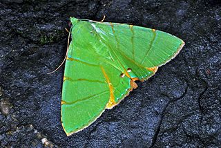 <i>Eulepidotis</i> Genus of moths