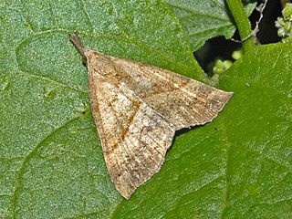 <i>Hypena proboscidalis</i> Species of moth