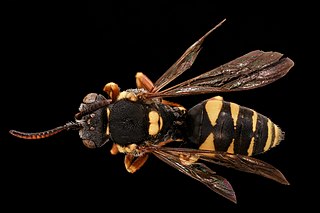 <i>Nomada placida</i> Species of bee