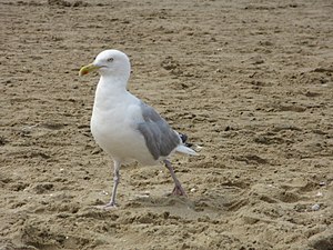 Noordwijk - Meeuw v1.jpg