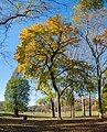 * Nomination Norway maple in Prospect Park (Brooklyn, NY, USA) --Rhododendrites 04:03, 28 November 2022 (UTC) * Promotion  Support Good quality. --XRay 04:37, 28 November 2022 (UTC)
