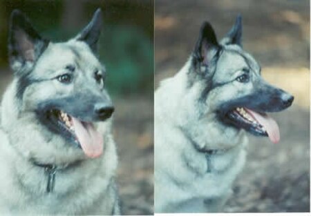 Tập_tin:Norwegian_elkhound_head.jpg