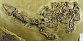 Skelet van Nothosaurus nog in de steen.