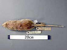 Notomys-amplus-short-tailed-hopping-mouse-skin-holotype-registration-no-c-512-189244-large.jpg