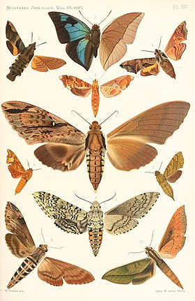 A. splendida é a única borboleta, acima, nesta gravura de seu denominador de gênero e espécie, Rothschild, em 1894, retirada da obra Novitates Zoologicae.[1] O restante são mariposas, ou traças, Sphingidae.