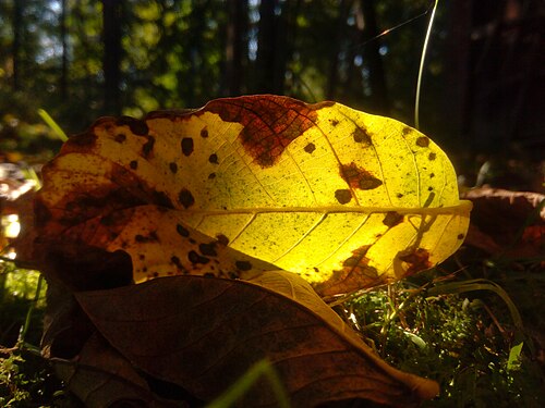 Walnut tree leaf in autumn, Czech Republic