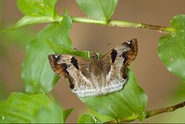 Chestnut angle (Odontoptilum angulatum), a pyrgine skipper found in India. Odontoptilum angulata.JPG