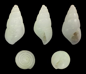 Odostomia mauritiana