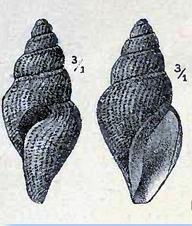 <i>Oenopota tenuicostata</i> Species of gastropod