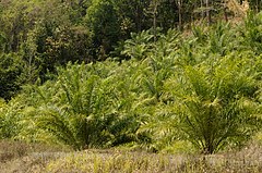 Oil palm plantation in Mizoram