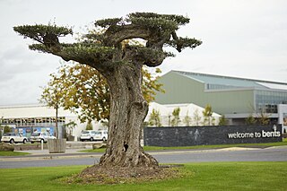 <span class="mw-page-title-main">Bents Garden Centre</span> Garden, home and leisure destination in Warrington, England