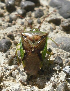 <i>Oncacontias vittatus</i> Species of true bug