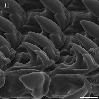 Radula: lateral teeth 3-7. Oospira smithi radula 2.png