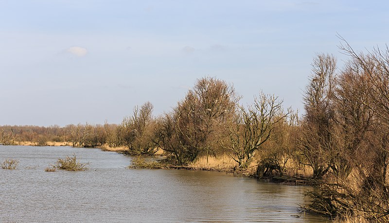 File:Oostvaardersplassen. Nieuwe natuur op de bodem van de voormalige Zuiderzee 11.jpg