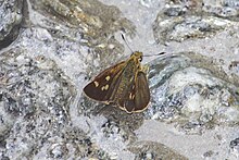 Open wing basking position of Pedesta pandita de Nicéville, 1885 – Brown Bush Bob WLB.jpg