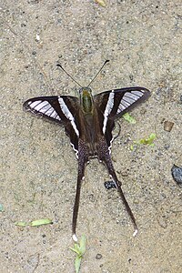 Dorsal view