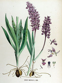 Flora Batava vol. 17 plate 1333 Orchis mascula
