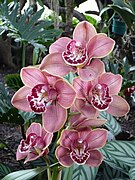 Orquídea-1.jpg