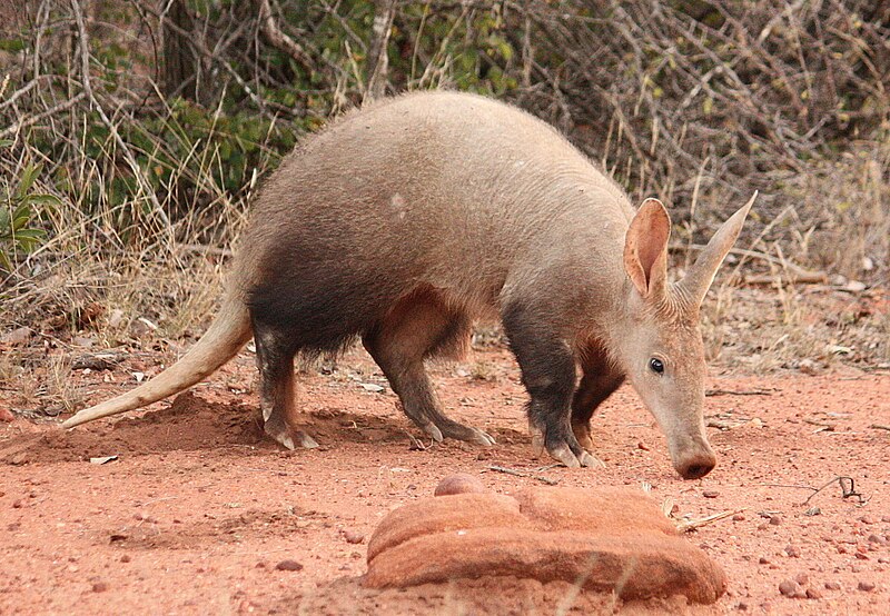 Aardvark - Wikipedia