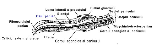 osul penisului
