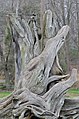 Osage orange Maclura pomifera Top.JPG