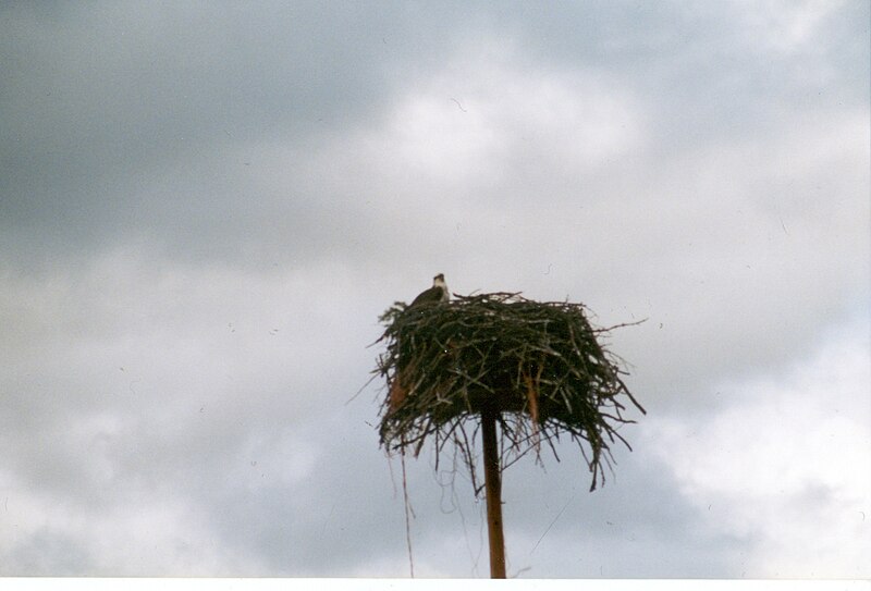 File:Osprey Nest (Flathead Lake).jpg