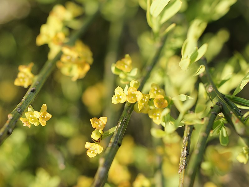 File:Osyris alba (male flowers).jpg