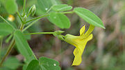 Side view of flower, Bahia