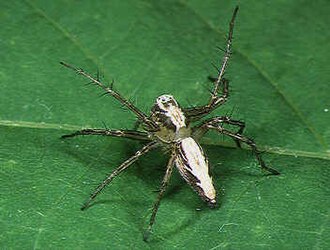 Oxyopes sertatus Oxyopes.sertatus.female.-.tanikawa.jpg