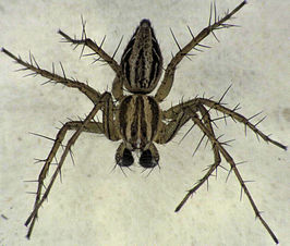 Oxyopes gracilipes