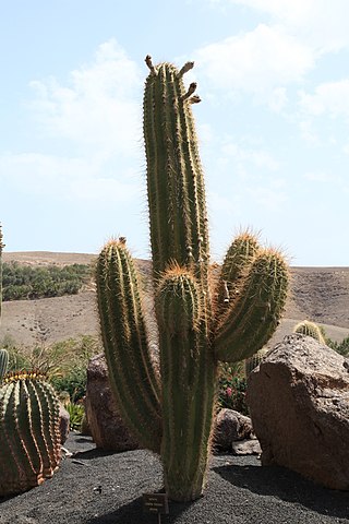 <i>Leucostele</i> Genus of cacti