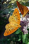 Argynnis paphia