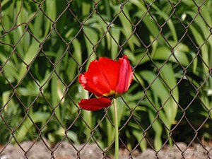 Tulipa in Upper Swabia