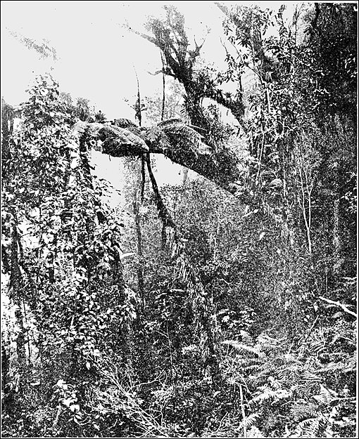PSM V86 D044 Podocarpus tree and tree fern.jpg