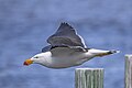 * Nomination Pacific gull (Larus pacificus) --Charlesjsharp 10:27, 22 February 2024 (UTC) * Promotion  Support Good quality. Alexander Novikov 10:53, 22 February 2024 (UTC)