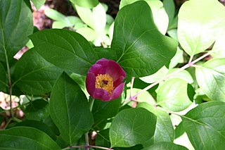 <i>Paeonia obovata</i> Species of flowering plant