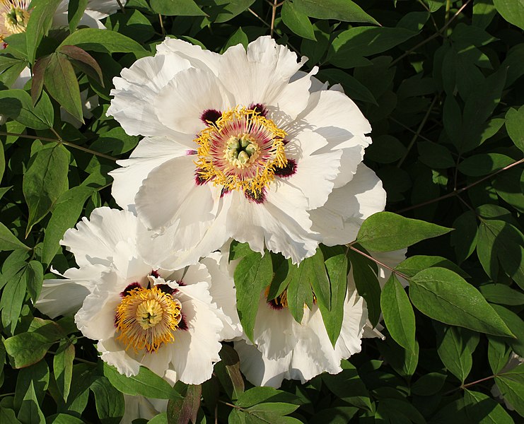 File:Paeonia rockii 2011 G2.jpg