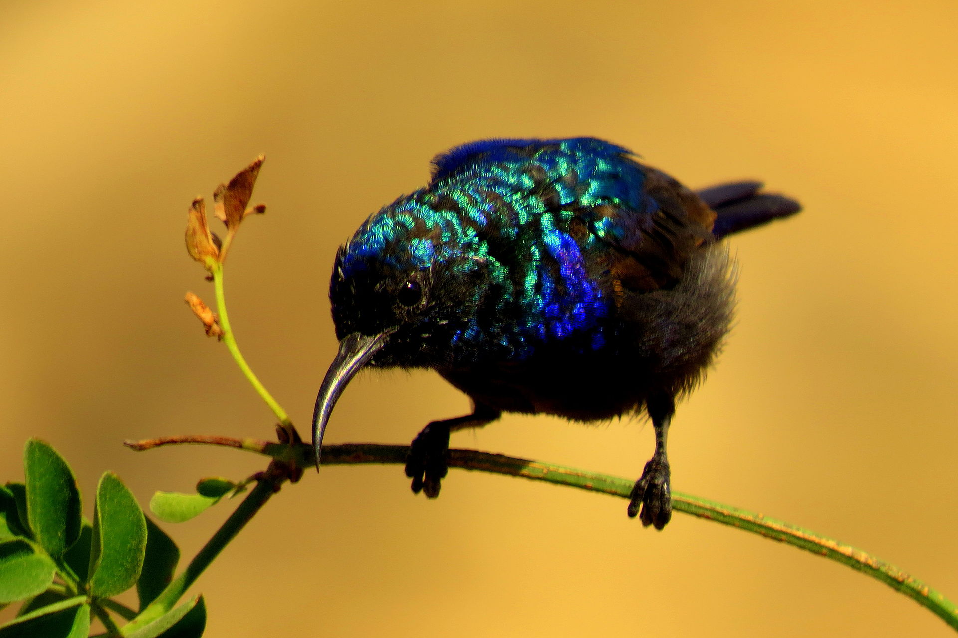 Palestine Sunbird.jpg