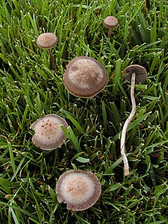 <i>Panaeolina</i> Genus of fungi