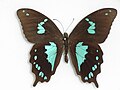 Papilio epiphorbas'