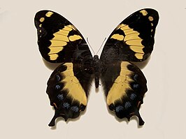 Papilio homerus