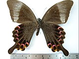 Papilio paris nakaharai (verso)
